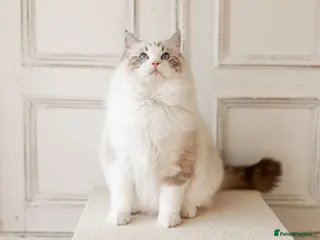 Ragdoll cats Stunning Seal Bicolour Lynx Ragdoll (stud only) - Advert 2