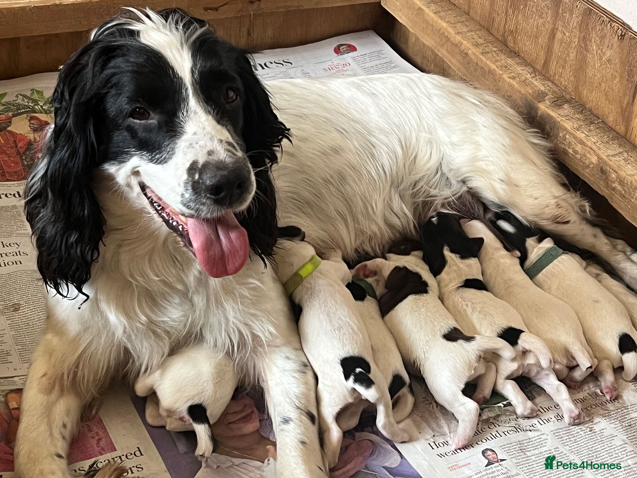 English Springer Spaniel dogs Championship Bred, Fully Health Tested Workers - Advert 1
