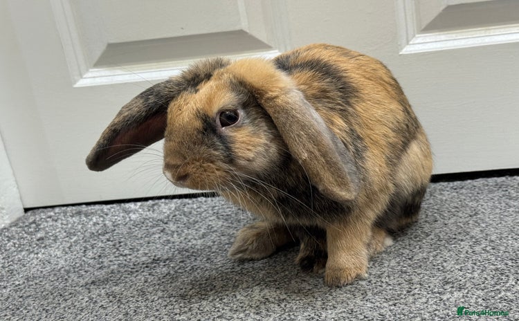 Mini Lop rabbits - Advert 1