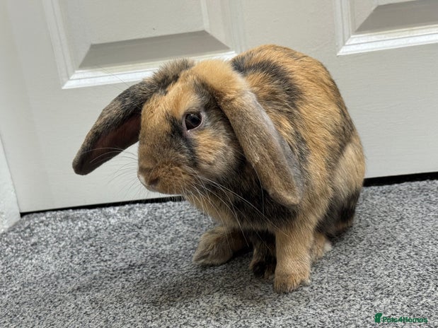 Mini Lop rabbits - Advert 4
