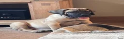 Boerboel dogs for sale: Dee Bradbury - Advert 5