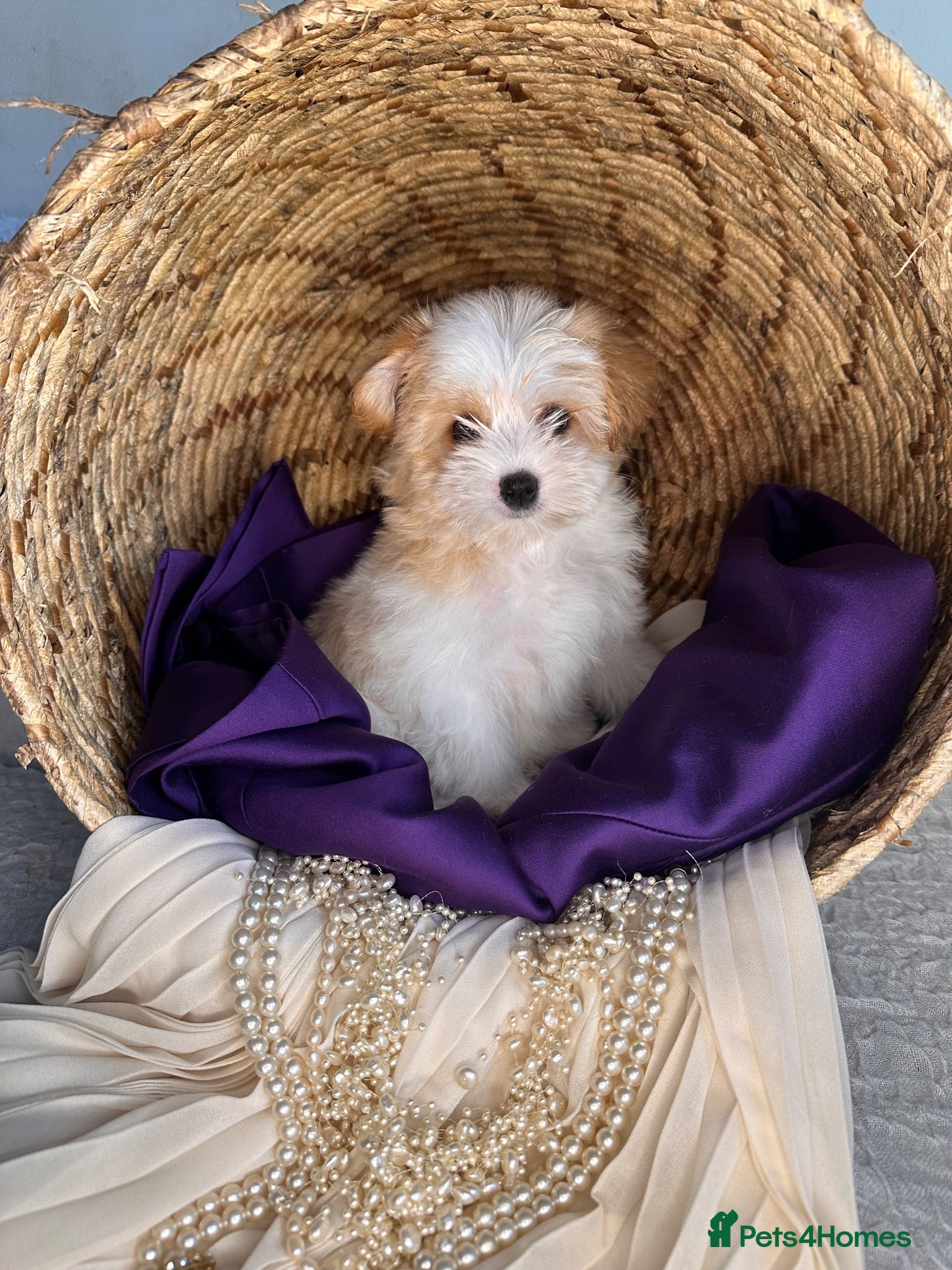 Yorkshire Terrier dogs BEAUTIFUL GOLDDUST YORKSHIRE TERRIER PUPPIES - Advert 1