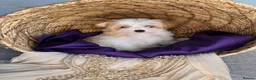 Yorkshire Terrier dogs for sale: BEAUTIFUL GOLDDUST YORKSHIRE TERRIER PUPPIES - Advert 1