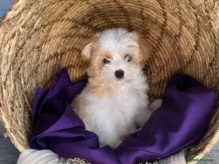 Yorkshire Terrier dogs BEAUTIFUL GOLDDUST YORKSHIRE TERRIER PUPPIES - Advert 1