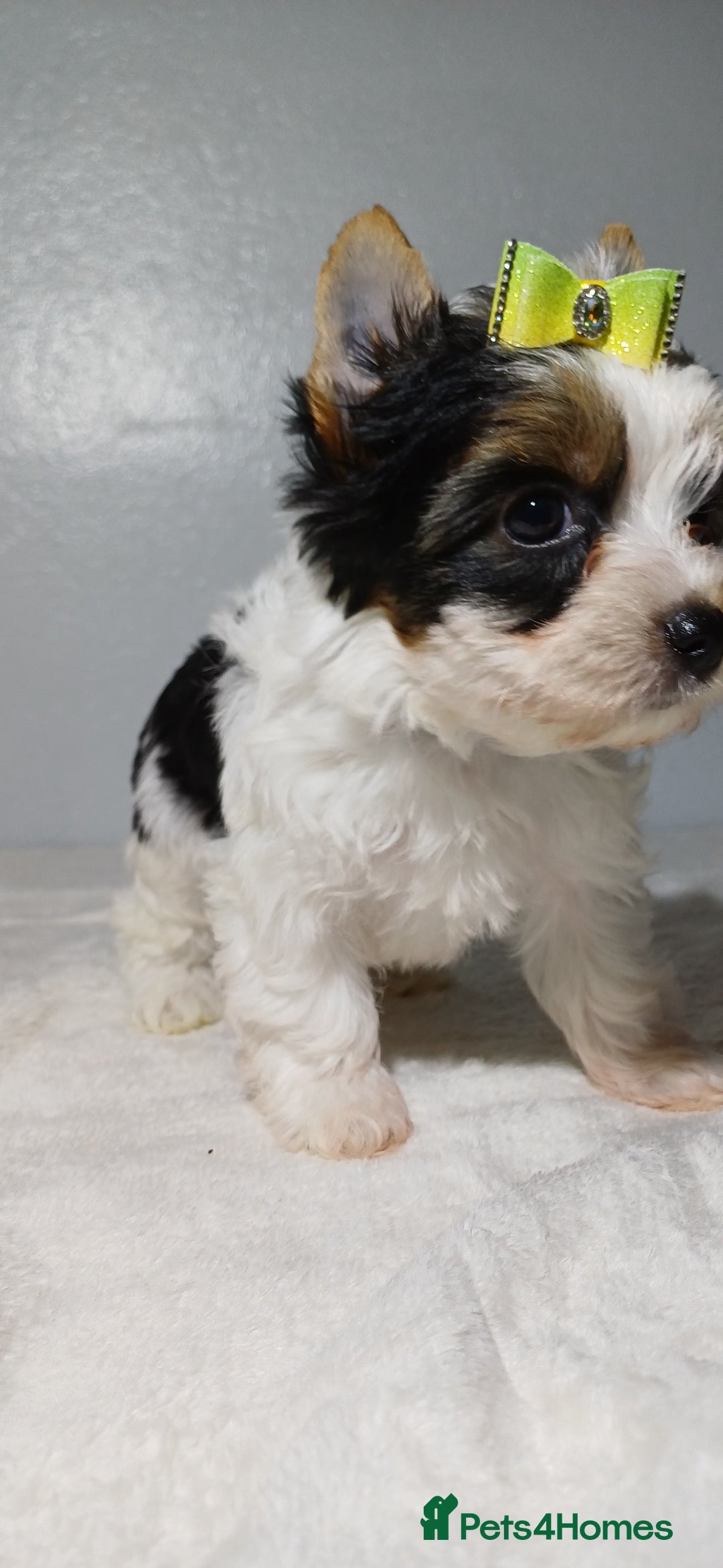 Yorkshire Terrier dogs for sale: 100% Biewer yorkshire-terrier Pedigree  - Advert 19