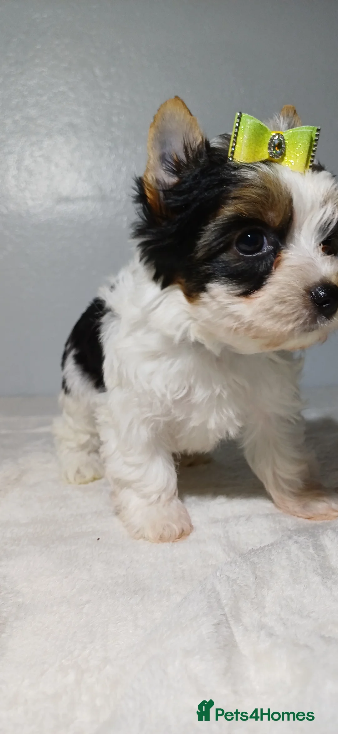 Yorkshire Terrier dogs for sale: 100% Biewer yorkshire-terrier Pedigree  - Advert 19