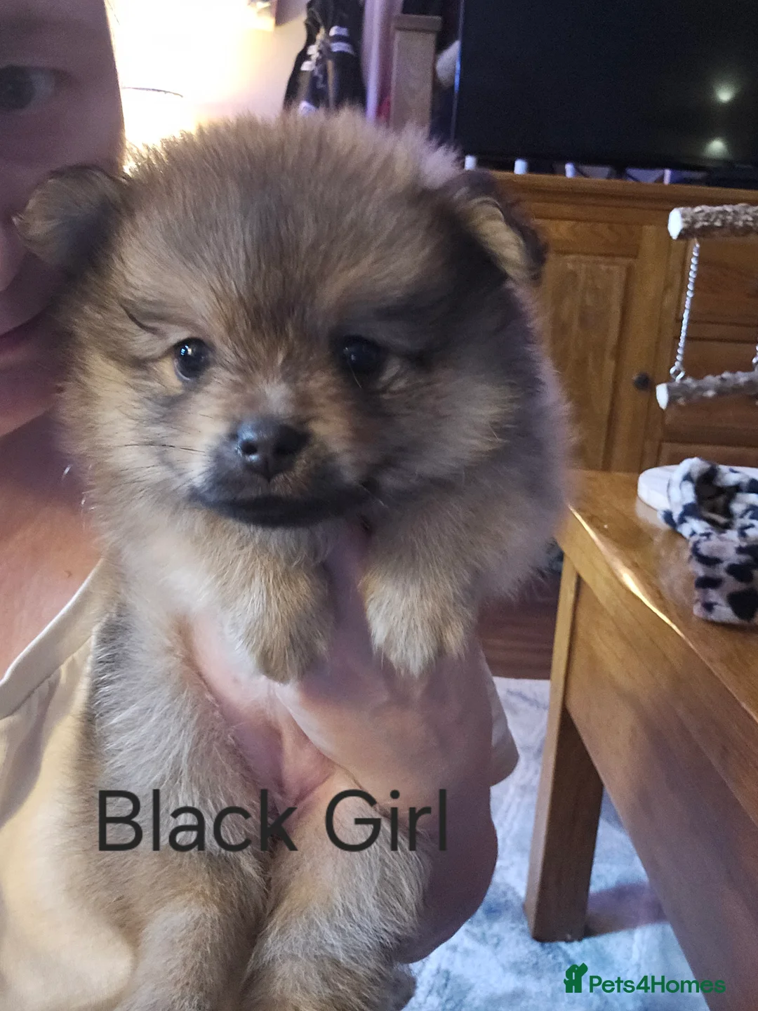 Pomeranian dogs for sale: 4 baby pomeranians for sale - Advert 32