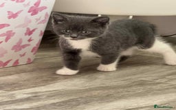 Persian cats for sale: Persian x kittens  - Image 2