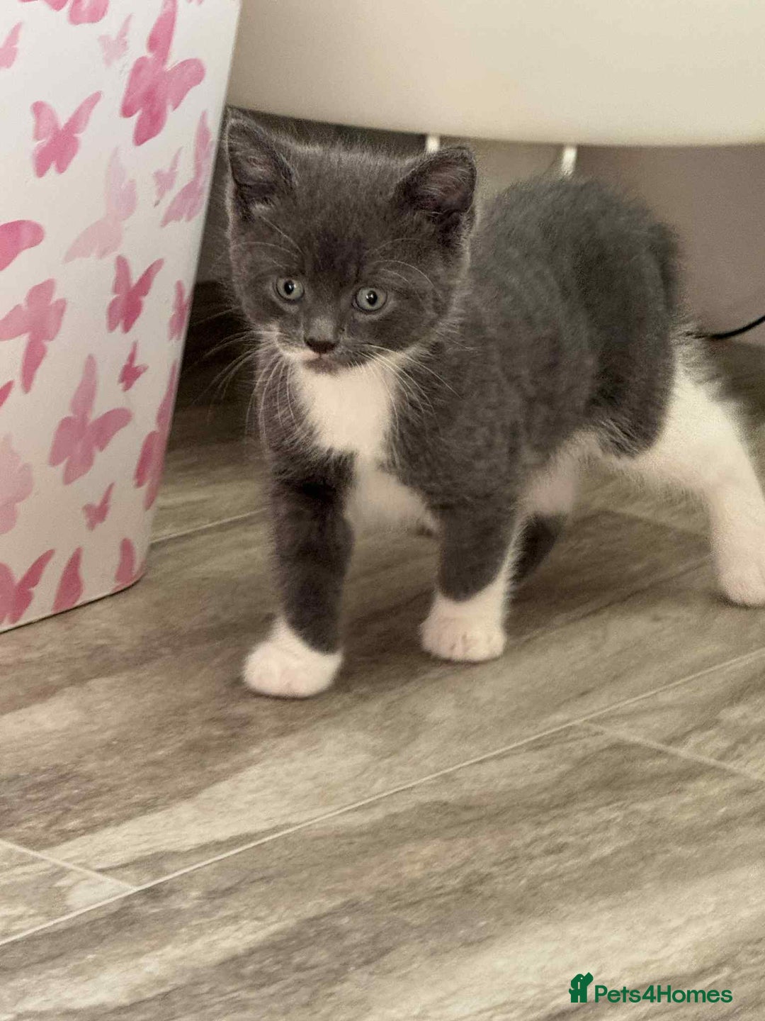 Persian cats for sale: Persian x kittens  - Image 2