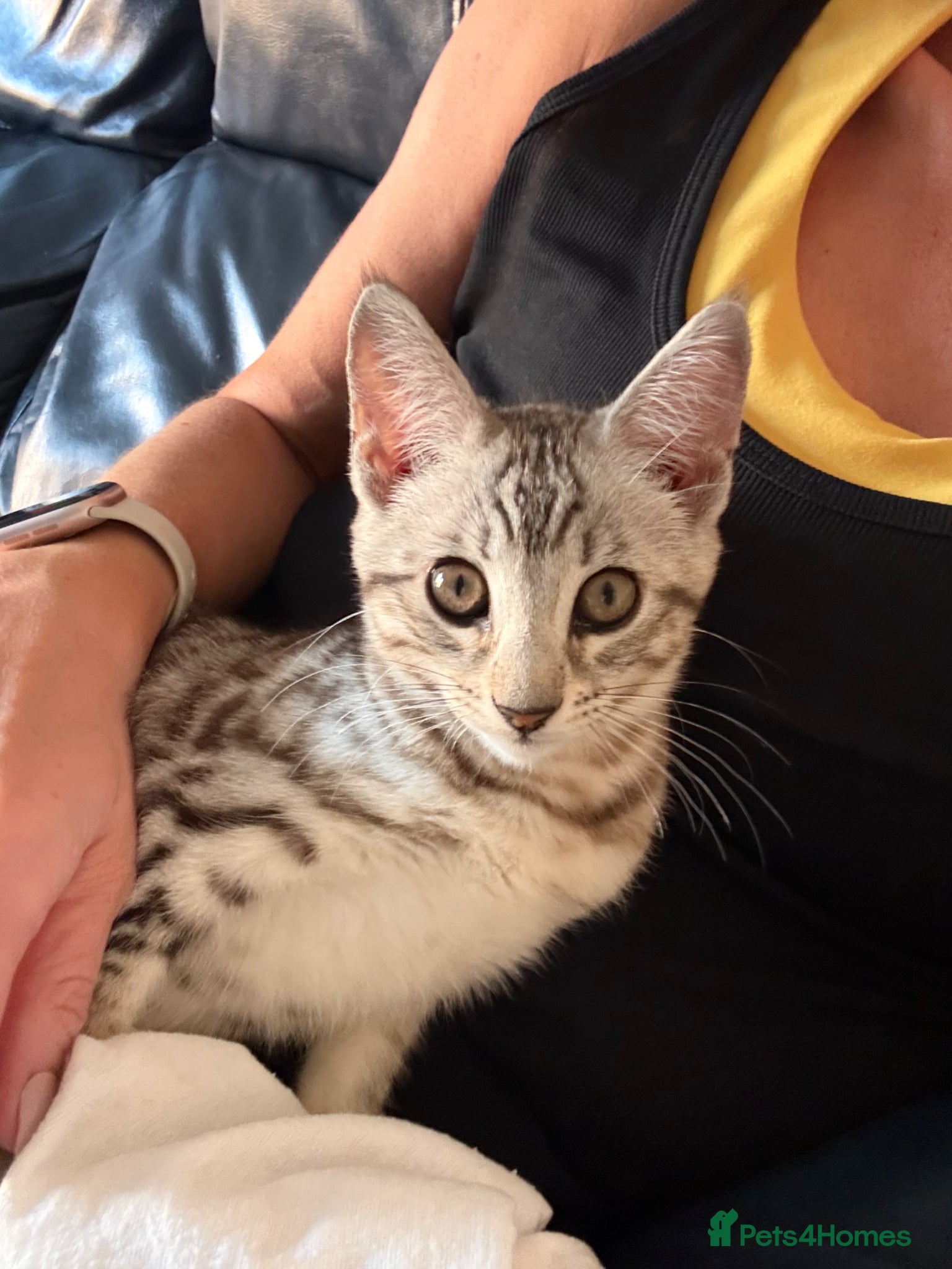 Mixed Breed cats Maine Coon x Bengal Kitten - Advert 19