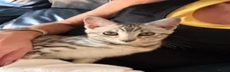 Mixed Breed cats for sale: Maine Coon x Bengal Kitten - Advert 1