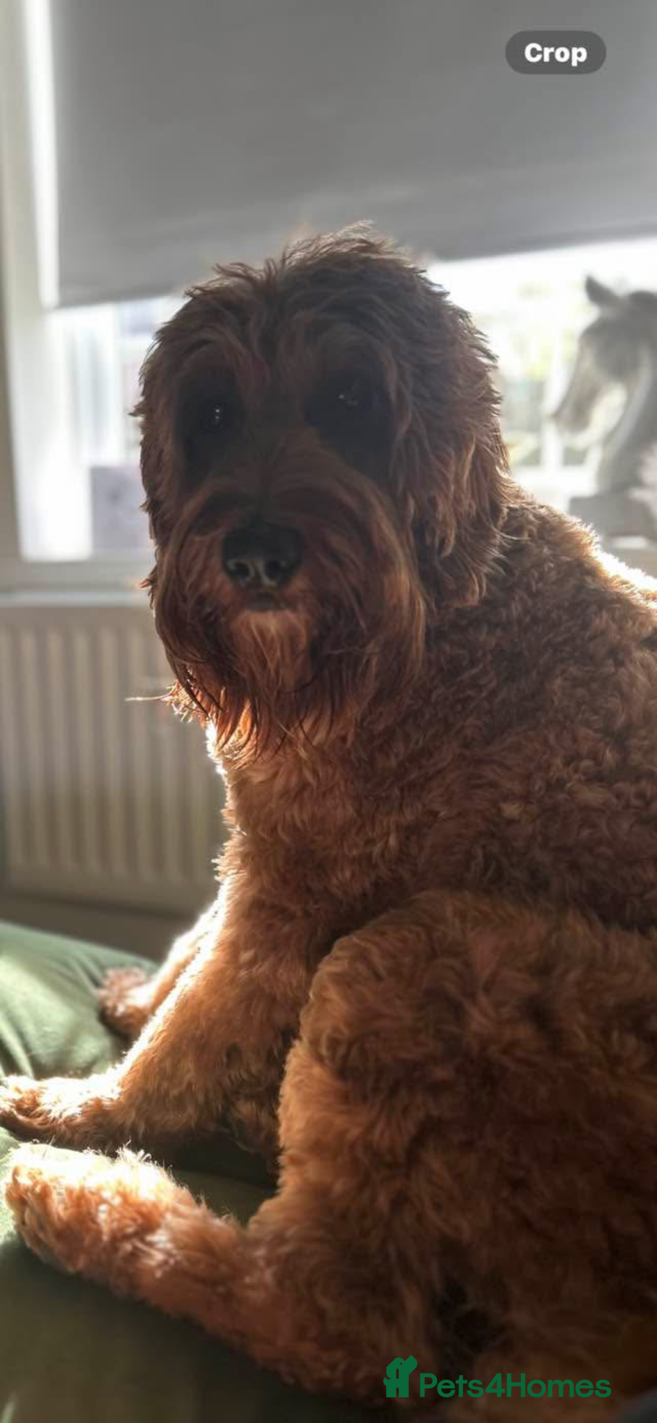 Australian Labradoodle dogs Australian labradoodle puppies  - Advert 2