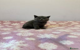 British Shorthair cats for sale: Championline British Blue kittens - Image 13