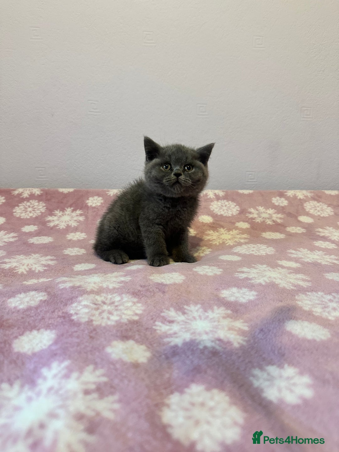 British Shorthair cats for sale: Championline British Blue kittens - Image 13