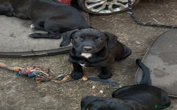 Mixed Breed dogs for sale: Stunning litter of puppies - Image 7