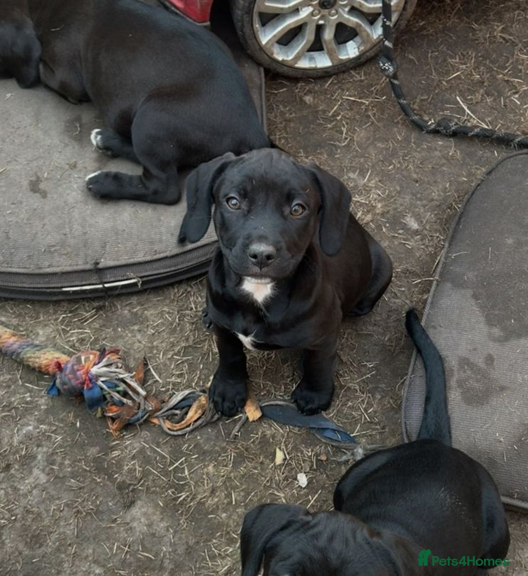 Mixed Breed dogs for sale: Stunning litter of puppies - Image 7