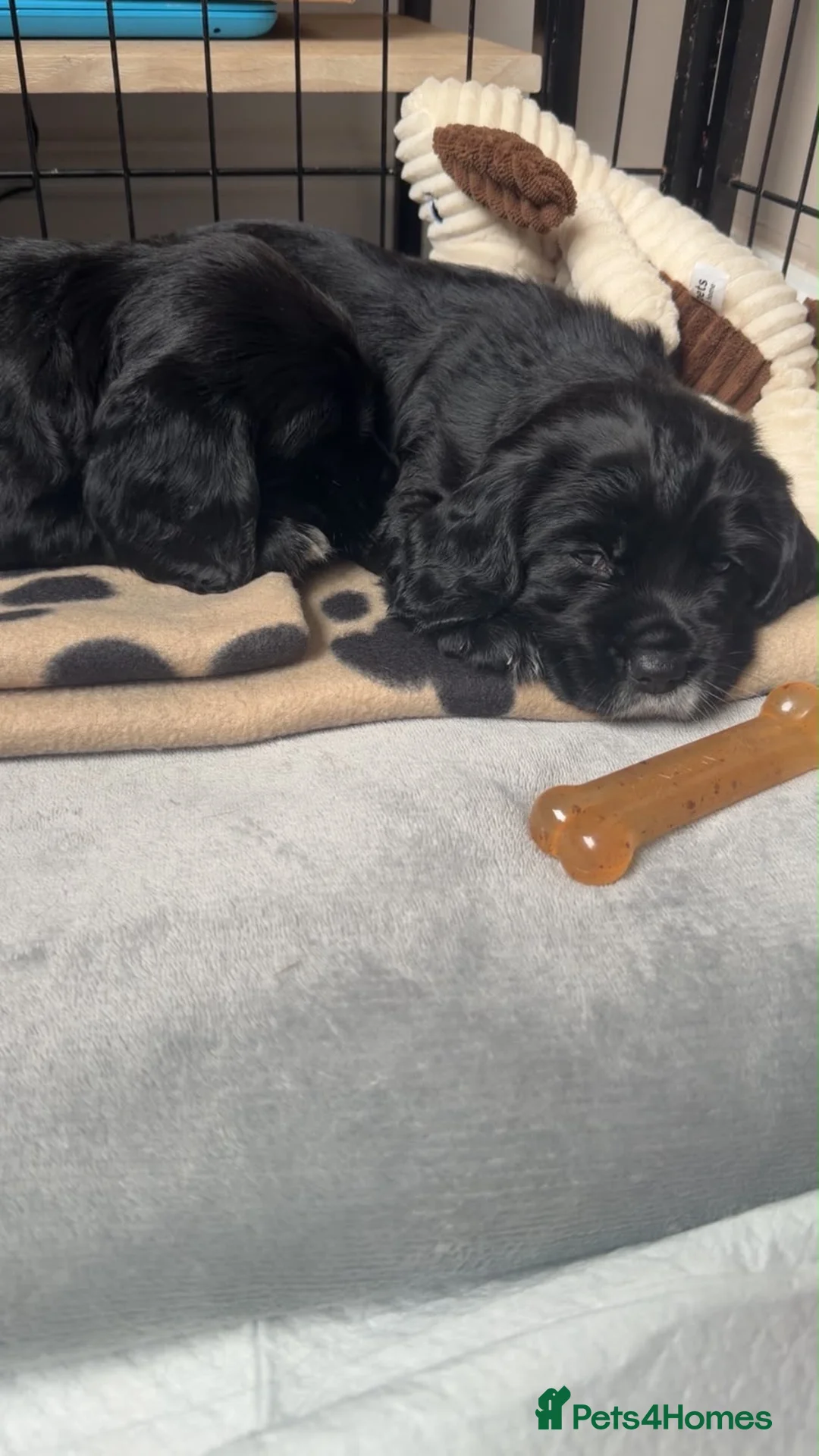 English Springer Spaniel dogs for sale: MISS LOTTIE in Leigh - Advert 2