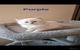 Ragdoll cats for sale: 2 female blue point ragdoll kittens  - Image 5