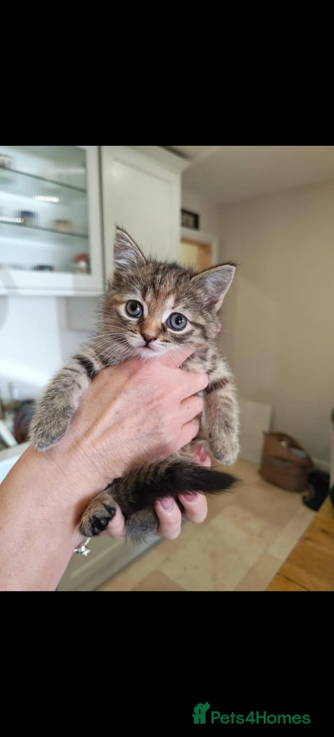 Mixed Breed cats for sale: 2 Beautiful 8 week old kittens for sale in Salisbury - Advert 3
