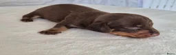Miniature Dachshund dogs for sale: 🖤 Stunning Miniature Dachshunds 🖤 - Advert 11