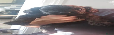 Black Boy Tan Speckles Through legs