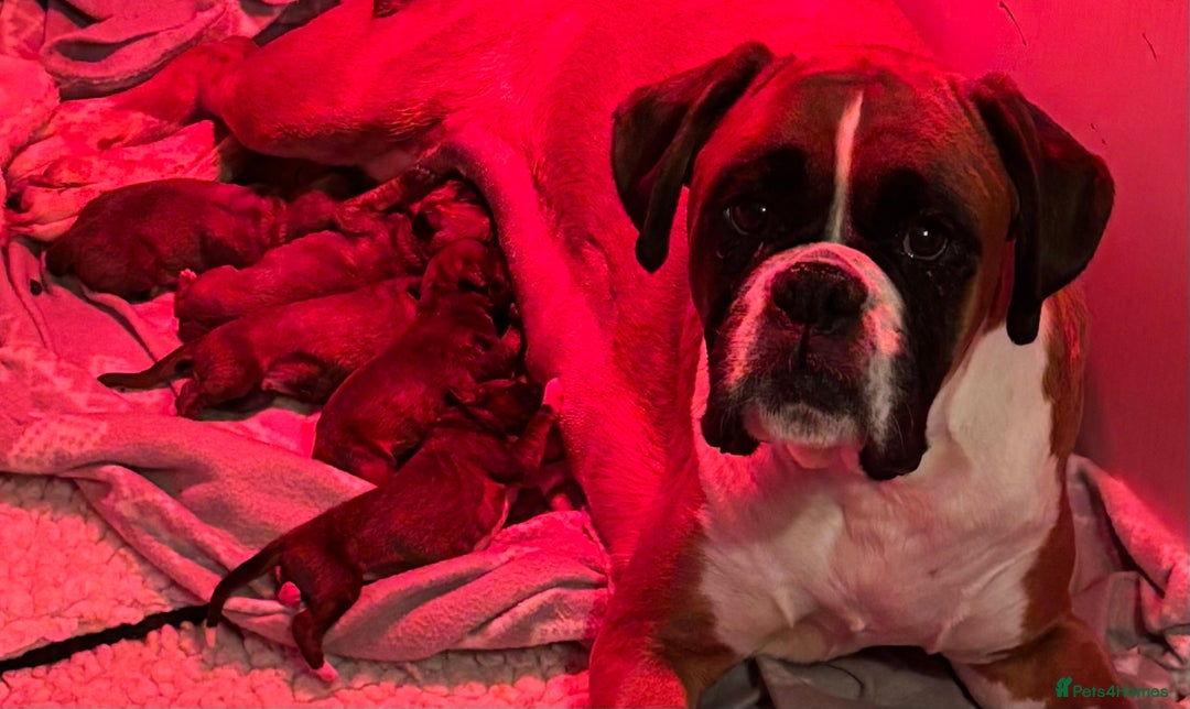 Boxer dogs for sale: Health tested kc red boxer puppies  - Advert 6