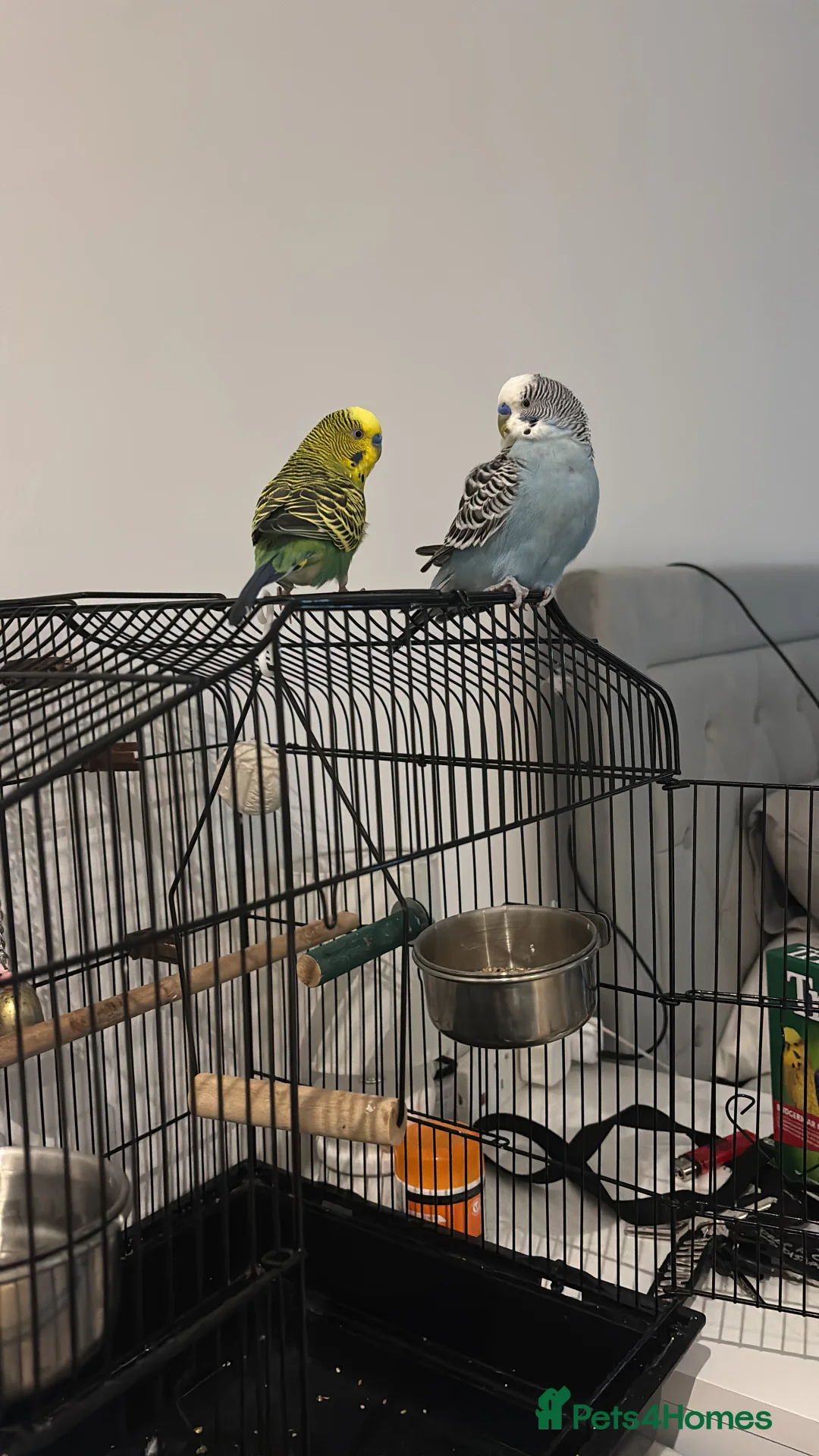 Mixed Breed birds for sale: FOR SALE  - Advert 3