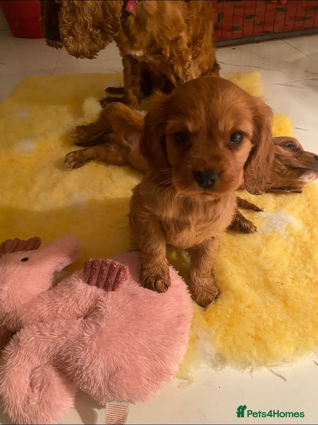 Cockalier dogs for sale: F1 fox red puppies boys and girls  - Advert 5