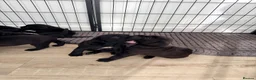 Cane Corso dogs for sale: Beautiful pure cane corso pups  - Advert 10
