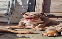English Bulldog dogs for sale: Final Female English Bulldog available - Image 4