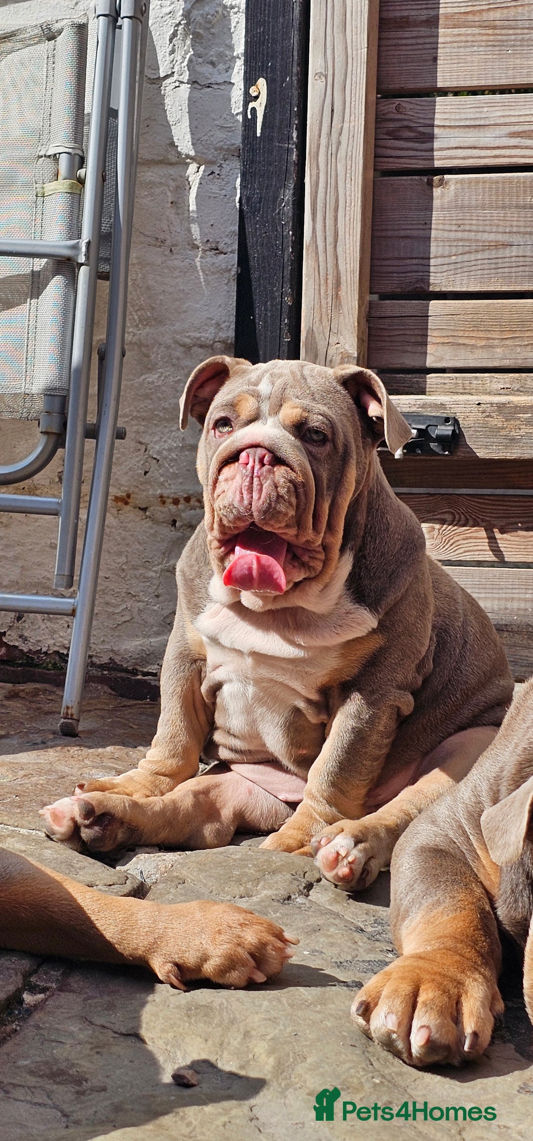 English Bulldog dogs for sale: Final Female English Bulldog available - Image 4