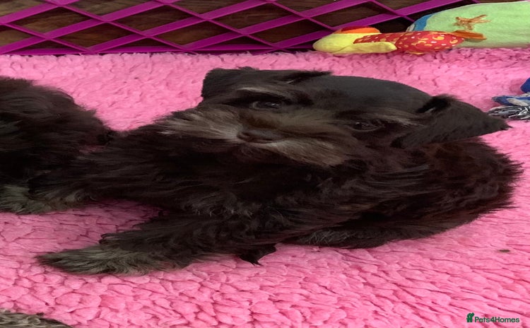 Miniature Schnauzer dogs - Advert 3