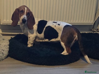 Basset Hound dogs Beautiful Kc Female Basset Hound - Advert 1
