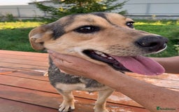 Mixed Breed dogs for adoption: 💖🐶 LOLLY 🐶💖 - Image 7