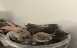 British Shorthair cats for sale: BSH Kittens 🧡🩷❤️💜💛💖 - Image 10