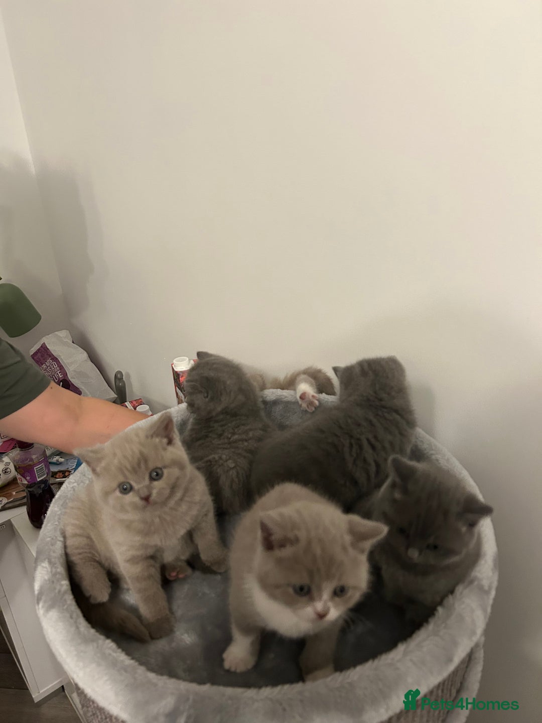 British Shorthair cats for sale: BSH Kittens 🧡🩷❤️💜💛💖 - Image 10
