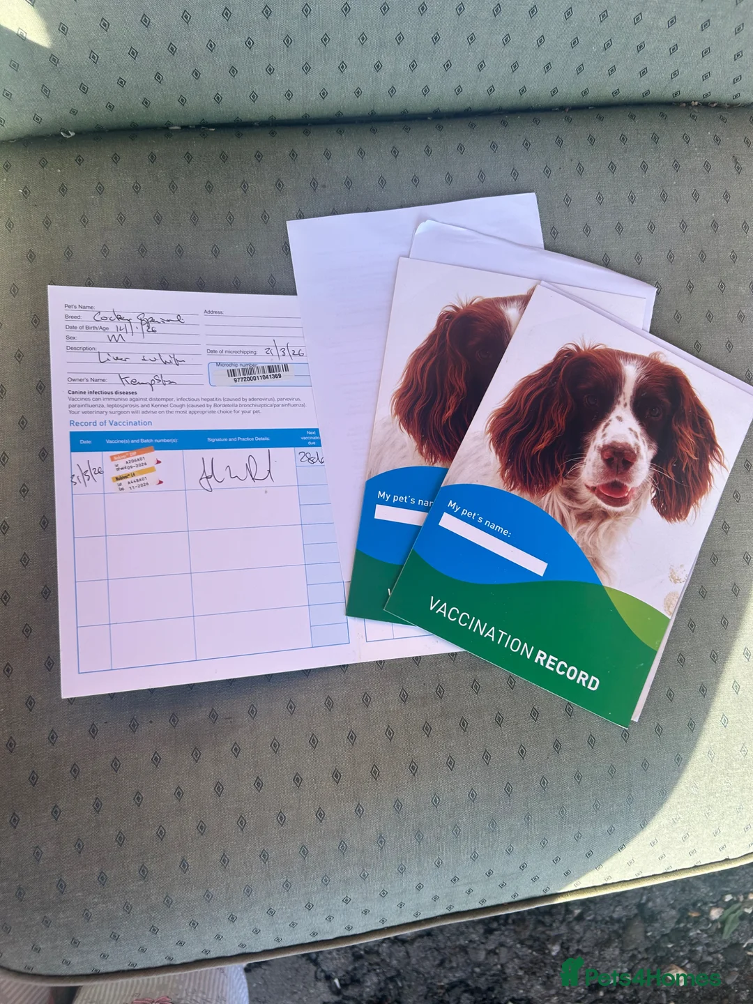 Cocker Spaniel dogs for sale: Working cocker spaniel puppies  - Advert 2