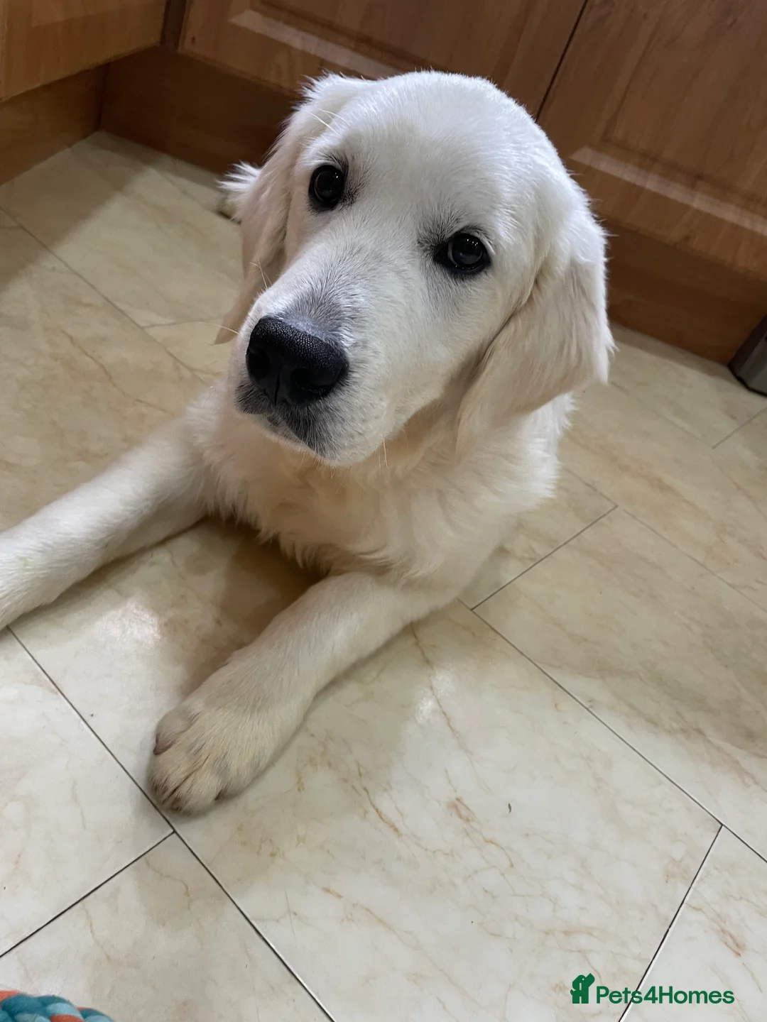 Golden Retriever dogs for sale: Theo, White Golden Retriever  - Advert 3