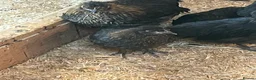 Chickens poultry for sale: Chickens various breeds - Advert 2