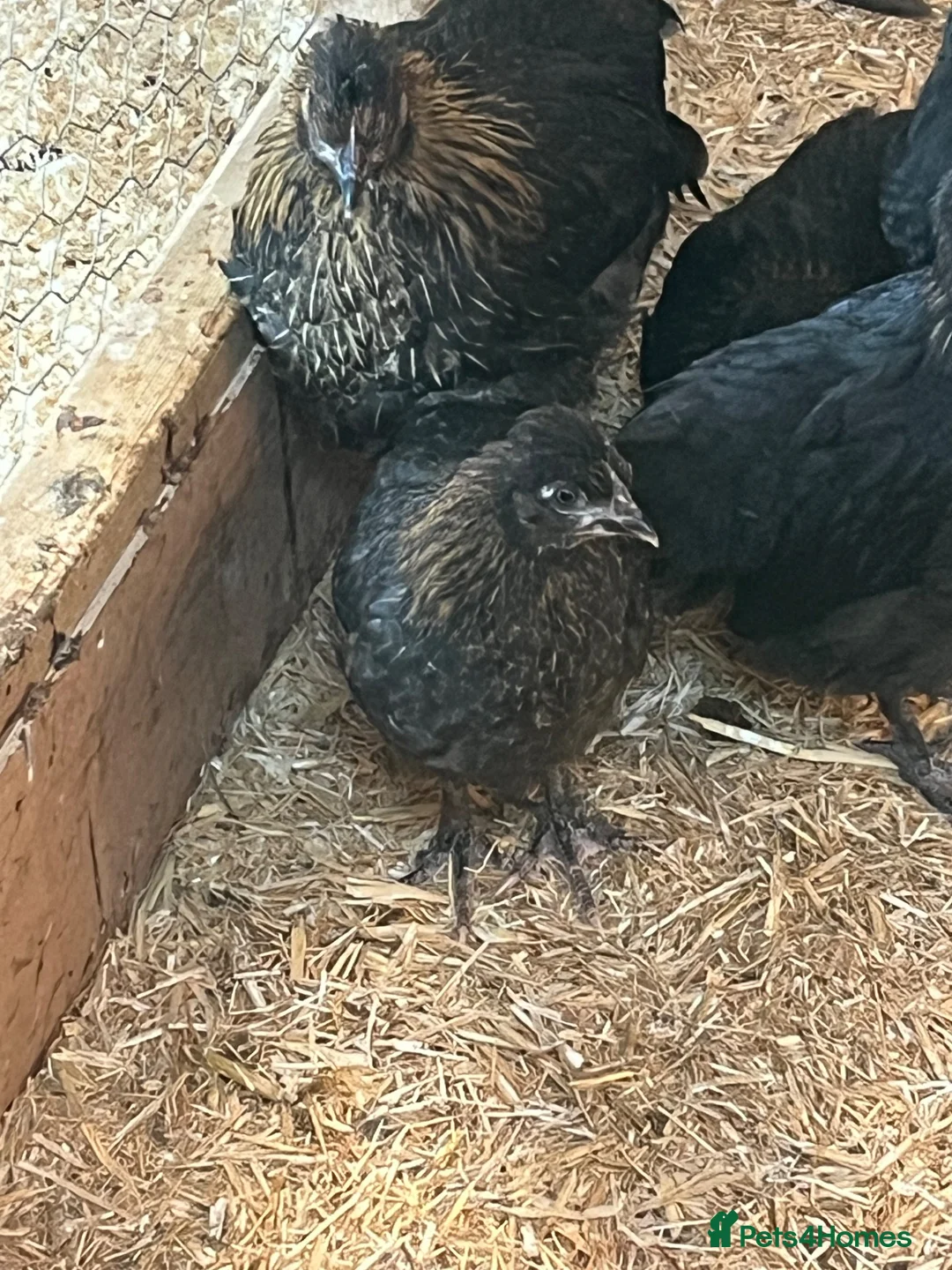 Chickens poultry for sale: Chickens various breeds - Advert 2