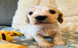 Cocker Spaniel dogs for sale: Show Type Health Tested, KC Reg puppies  - Image 4