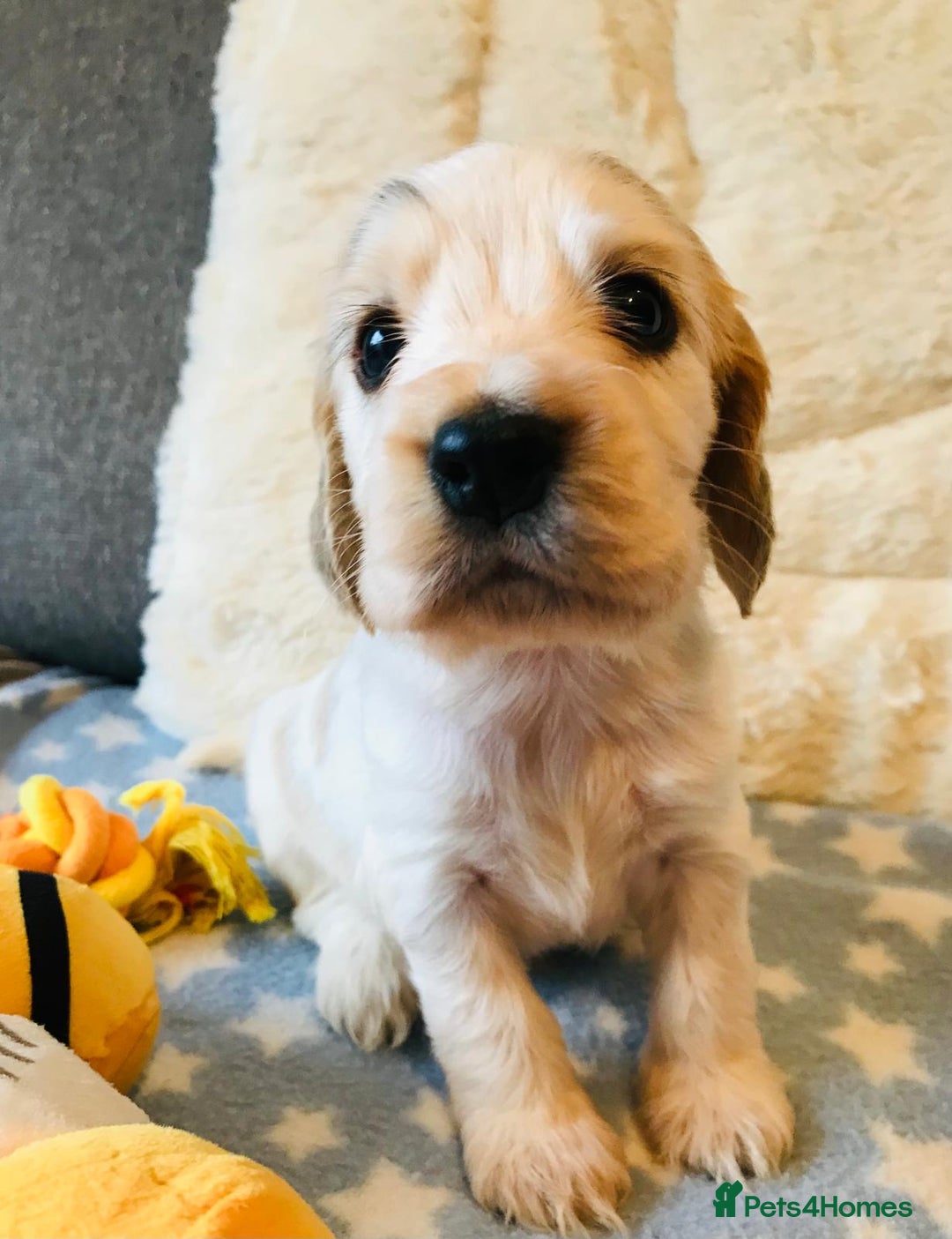 Cocker Spaniel dogs for sale: Show Type Health Tested, KC Reg puppies  - Image 4