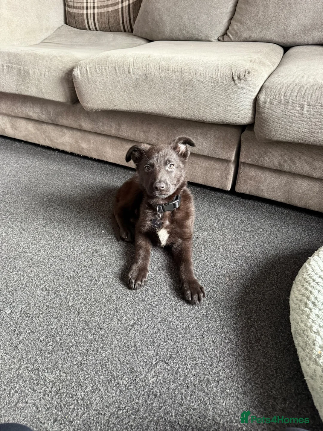 German Shepherd dogs for sale: German shepherd  in Birmingham - Advert 5