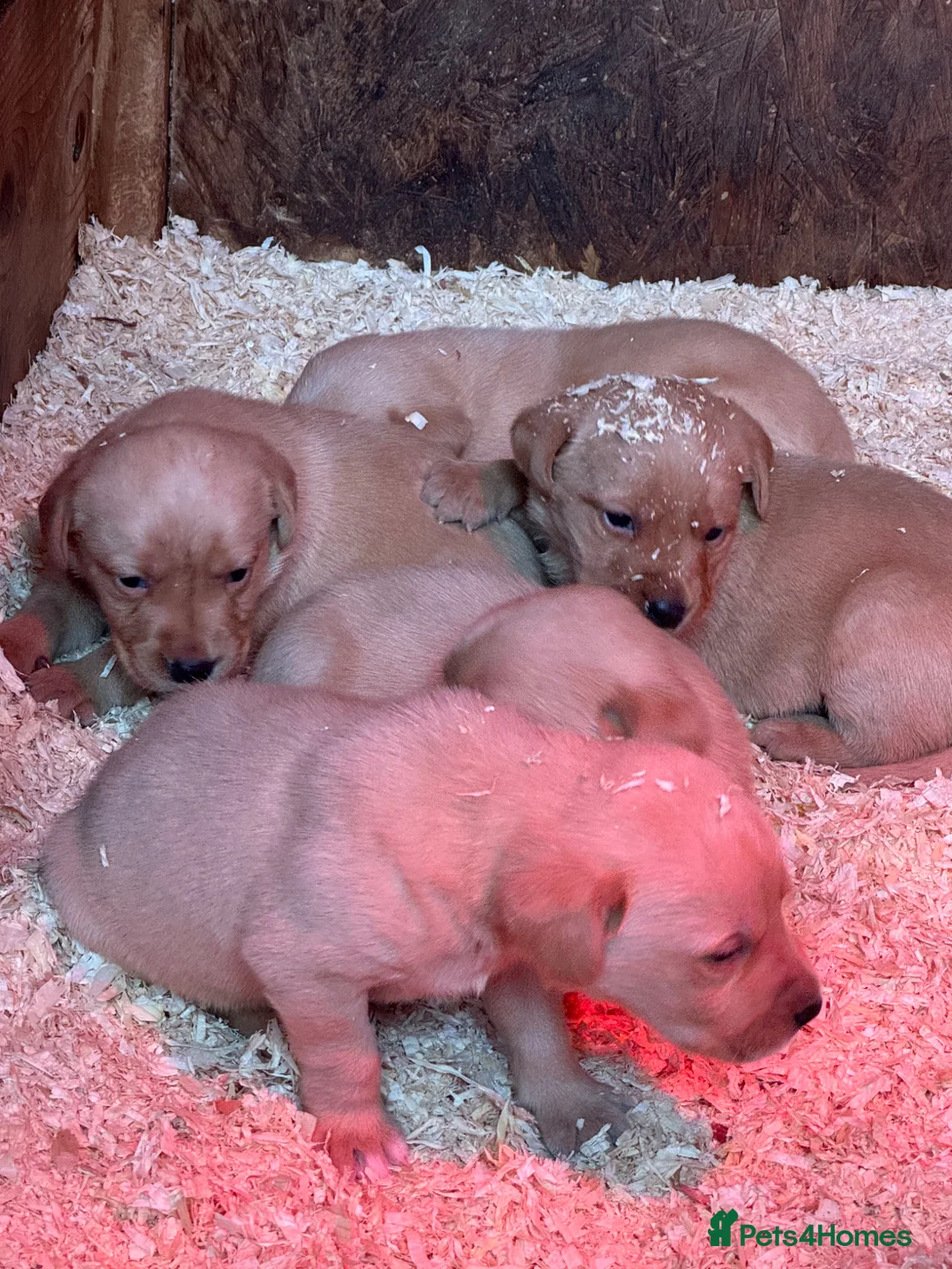 Labrador Retriever dogs for sale: Fox red and yellow lab pups  - Advert 2