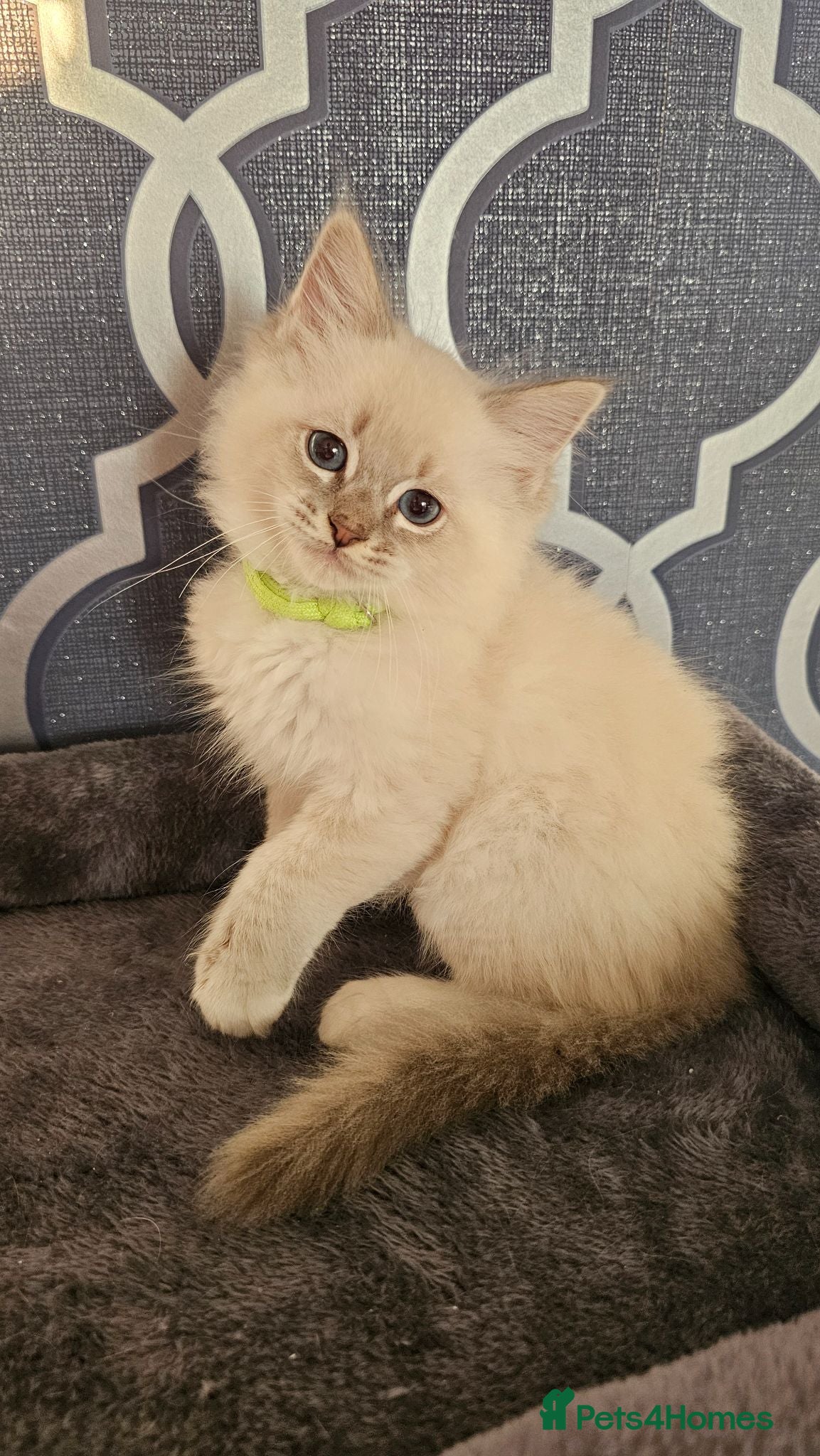 Ragdoll cats 5⭐️ Council licence held. GCCF reg kittens  - Advert 2