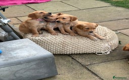 Golden Retriever dogs for sale: 🐾 Ready Soon!! KC Golden Retriever Male Puppies - Image 11