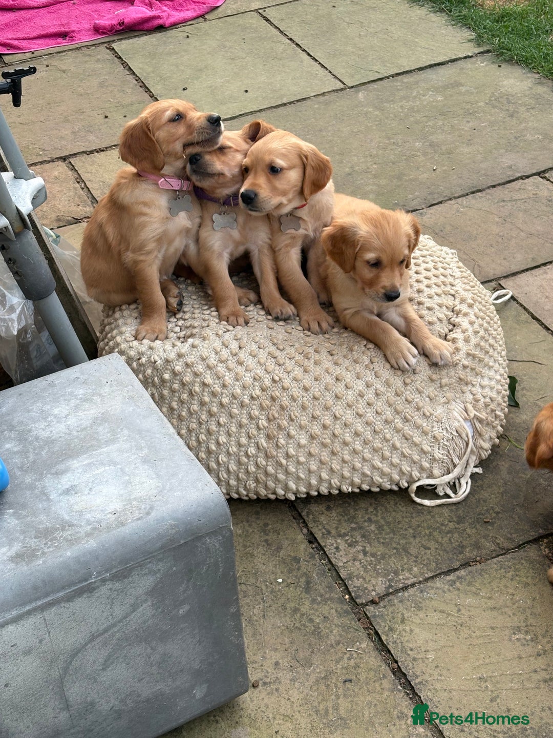 Golden Retriever dogs for sale: 🐾 Ready Soon!! KC Golden Retriever Male Puppies - Image 11