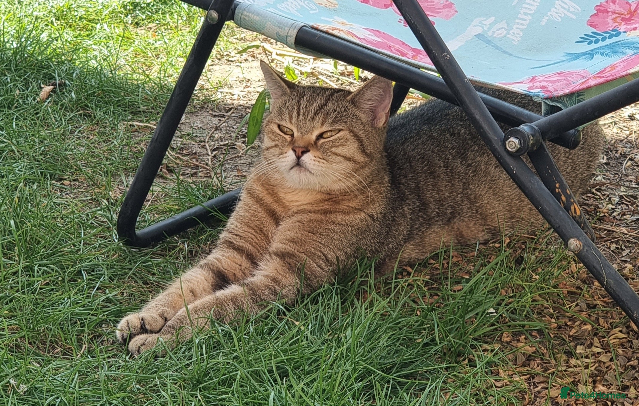 British Shorthair cats GCCF Golden Ticked Tabby British Shorthair - Advert 1