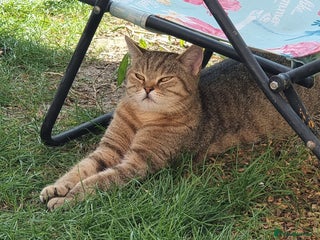 British Shorthair cats GCCF Golden Ticked Tabby British Shorthair - Advert 1