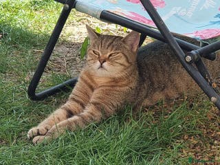 British Shorthair cats GCCF Golden Ticked Tabby British Shorthair - Advert 12